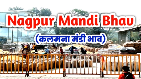 Nagpur Mandi Bhav: आज का नागपुर मंडी भाव 01/04/2023