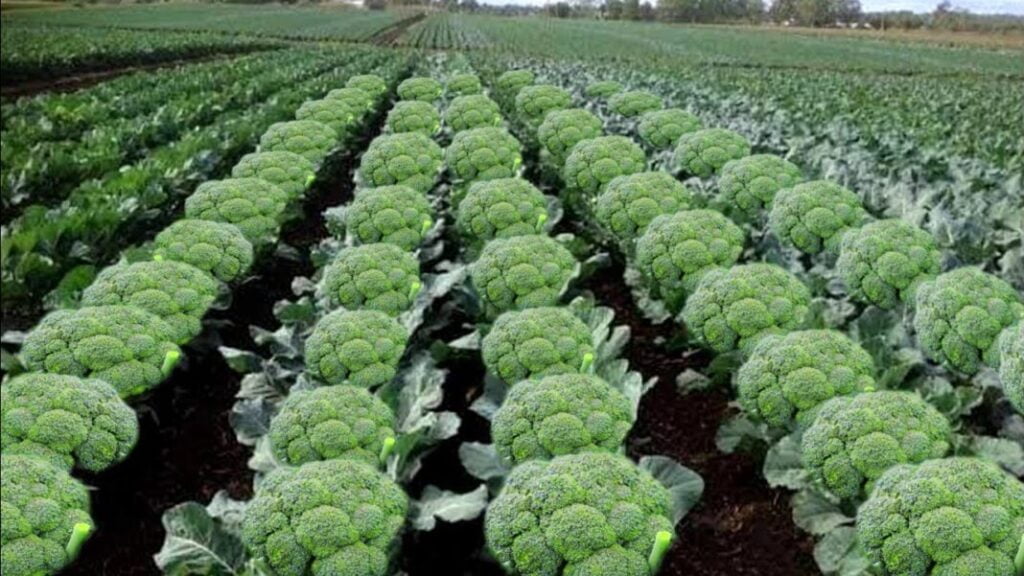Green Cabbage: ब्रोकली की खेती से किसान हो रहे है मालामाल ऐसे करते है खेती
