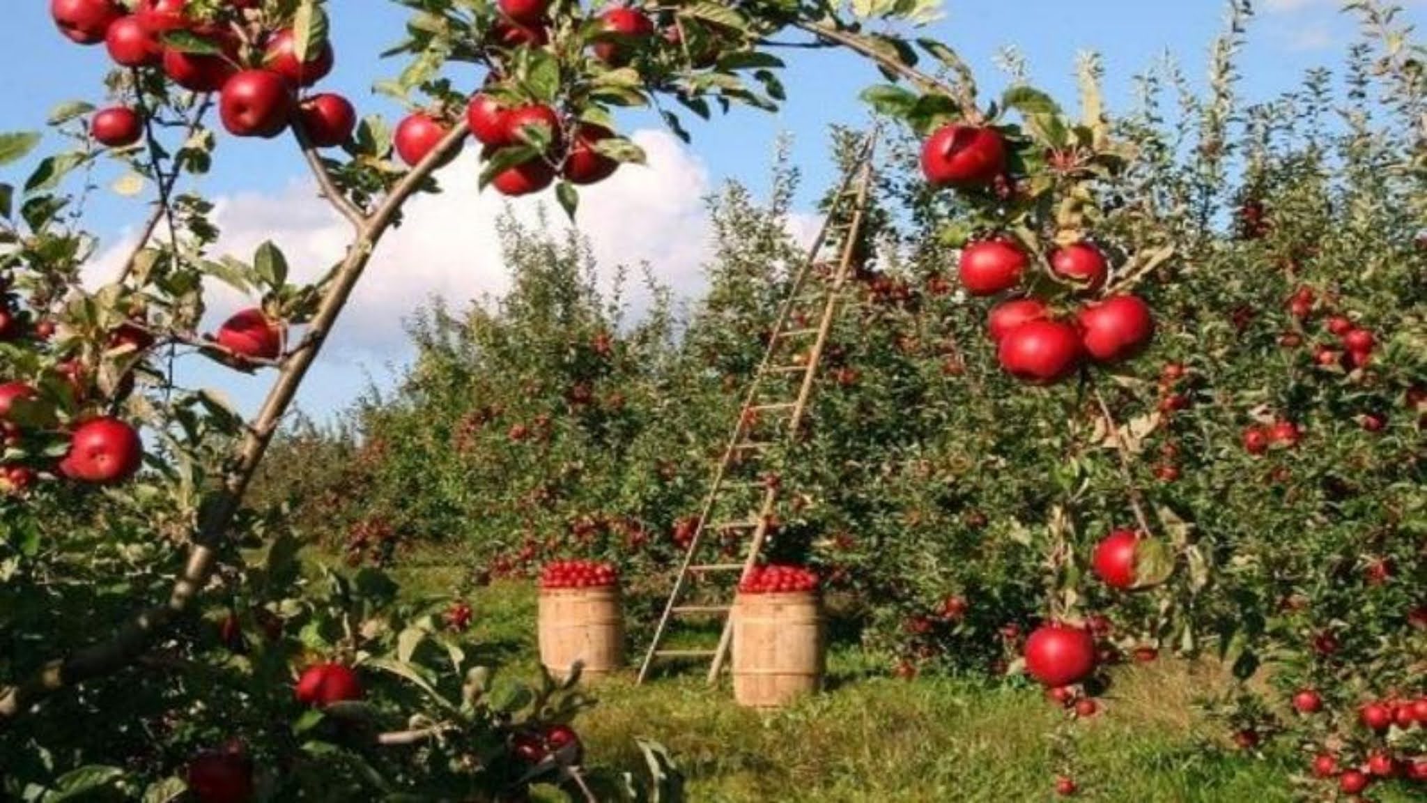 apple farming: यूट्यूब की मदद से यह किसान कमा रहा है सेब की खेती से लाखो रूपए