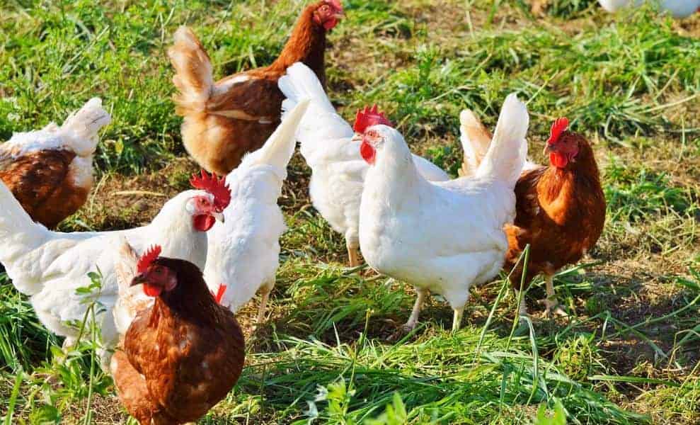 Poultry farming: मुर्गी पालन पर सरकार दे रही है लाखो रूपए का अनुदान।