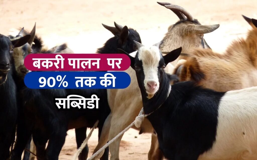 Goat Farming: सरकार की 90% तक की सब्सिडी के अनुसार कर सकते है बकरी पालन, मिलेंगा अधिक मुनाफा