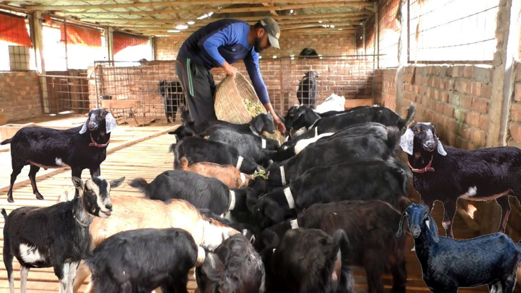 Goat Farming: सरकार की 90% तक की सब्सिडी के अनुसार कर सकते है बकरी पालन, मिलेंगा अधिक मुनाफा