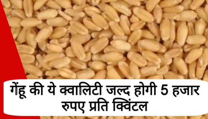 Wheat price today: गेंहू की इस किस्म से बढ़ सकता है भाव 3000रु प्रति क्विंटल बिक सकता है इन मंडियों में गेंहू, लाइव