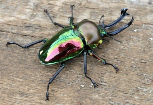 Rainbow Stag Beetle 1068x737 1 1
