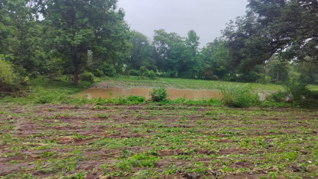Multai News: मूसलाधार बारिश होने से बानूर गांव में नदी नाले उफान पर, खेतो में घुसा पानी