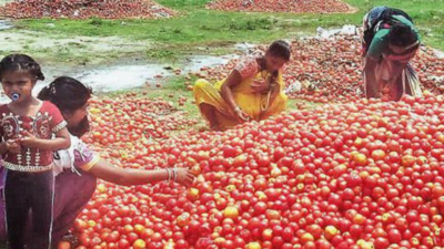 Tomato Price: कौड़ियो के भाव बिक रहा है टमाटर, किसानो की बढाई चिंता, बिक रहा है 80पैसे प्रति किलो