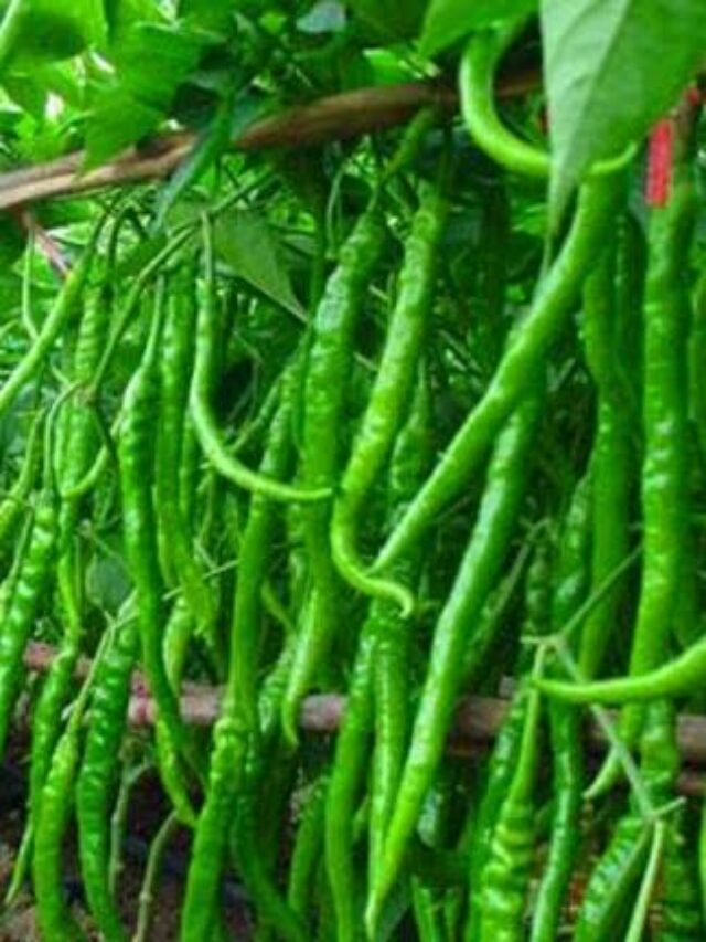 Green Chili Farming: गजब का मुनाफा देंगी हरी मिर्च की ये 7 किस्में,