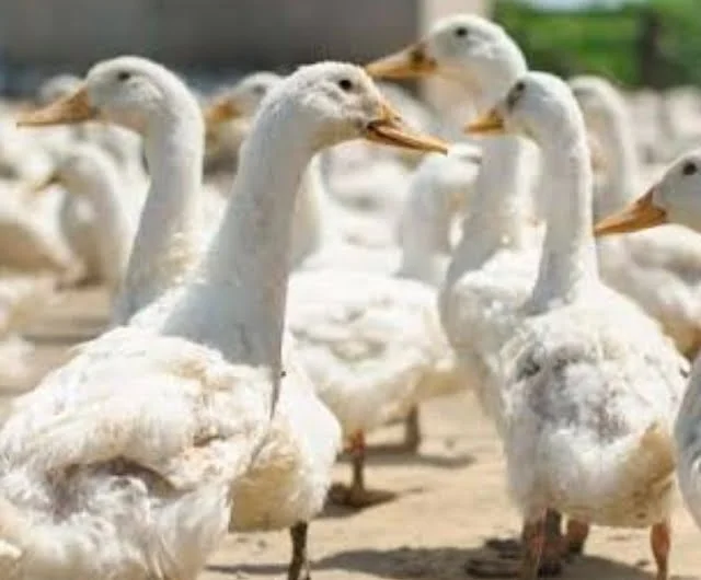 Duck Farming:  कैसे बत्तख पालकर कमा सकते हैं मोटा पैसा, ये रहा पूरा बिजनेस प्लान