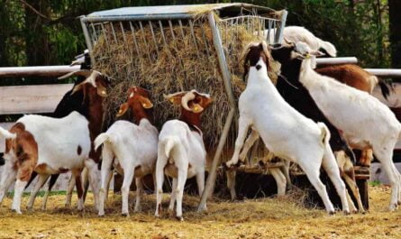 Goat farming tips: How does infertility occur in goats, know how to prevent it