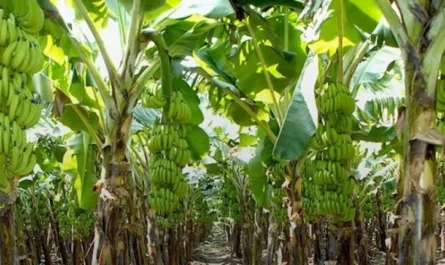 Banana cultivation: Tissue culture technique will increase the profit of banana cultivation, farmers should know its features and benefits