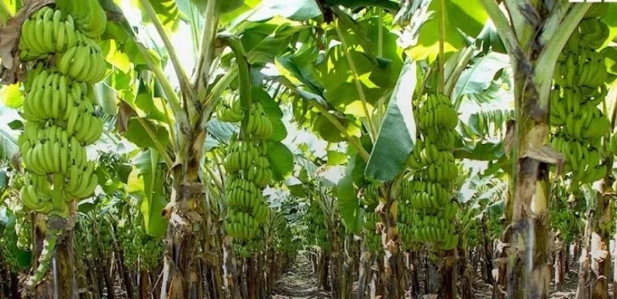 केले की खेती: टिशू कल्चर तकनीक से केले की खेती का मुनाफा बढ़ेगा, किसान जानें इसकी विशेषताएं और फायदे