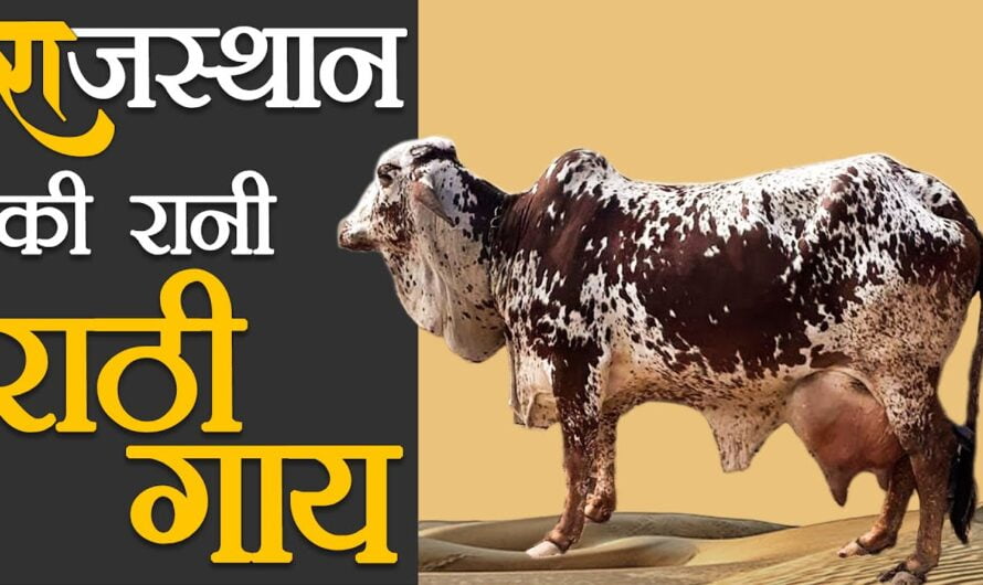 Rathi Cow Farming : इस राठी नस्ल की गाय को पालकर आप कम समय में बन जाएंगे धन्ना सेठ, जानिए पूरी जानकारी…